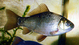 CarassiusCarassius8.JPG © Viridiflavus