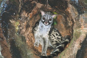 Genette commune © Jean-Pierre Malafosse - Parc national des Cévennes
