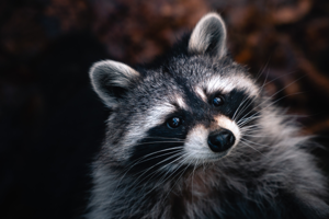 Raton laveur © Photo by Chris Ensminger on Unsplash