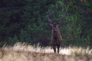 Cerf élaphe © Jean-Pierre Malafosse - Parc national des Cévennes