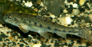 Riviergrondel.jpg © Viridiflavus at Dutch Wikipedia (Original text: Piet Spaans)
