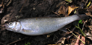 Leuciscus leuciscus.jpg © Alexander Suvorov