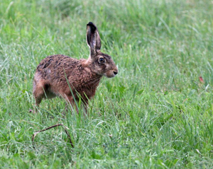 Lièvre d'Europe © Régis Descamps - Parc national des Cévennes