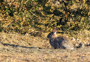 Lapin de garenne © Régis Descamps - Parc national des Cévennes