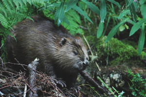 Castor d'Eurasie © Régis Descamps - Parc national des Cévennes