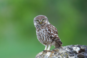 Chevêche d'Athéna © Régis Descamps - Parc national des Cévennes