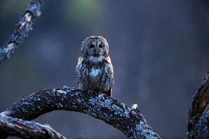 Chouette hulotte © Régis Descamps - Parc national des Cévennes