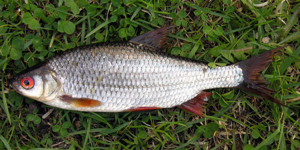 Rutilus rutilus by Algirdas cropped.jpg © Commons