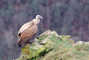 Vautour fauve © Régis Descamps - Parc national des Cévennes