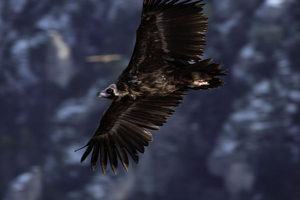 Vautour moine © Bruno Descaves - Parc national des Cévennes