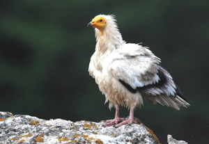 Vautour percnoptère © Régis Descamps - Parc national des Cévennes