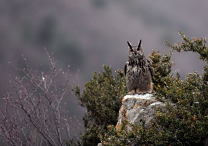 Grand-duc d'Europe © Régis Descamps - Parc national des Cévennes