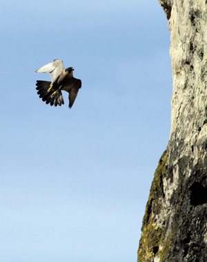 Faucon pélerin © Régis Descamps - Parc national des Cévennes