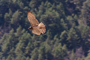Circaète Jean-le-Blanc © Jean-Pierre Malafosse - Parc national des Cévennes