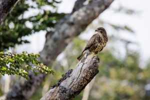 Buse variable © Gaël Karczewski