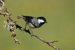 Mésange noire © Bruno Descaves - Parc national des Cévennes