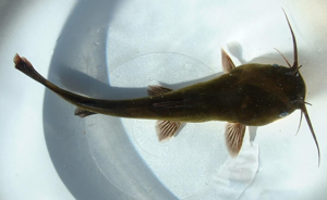 Ictalurus melas01.jpg © Commons