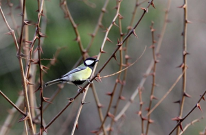 Mésange charbonnière © Régis Descamps - Parc national des Cévennes