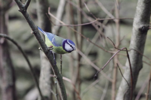 Mésange bleue © Emilien Herault - Parc national des Cévennes