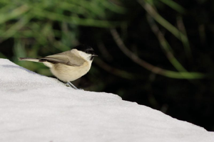 Mésange nonnette © Emilien Hérault - Parc national des Cévennes