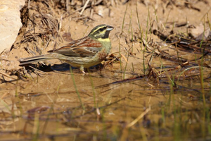 Bruant zizi © Bruno Descaves - Parc national des Cévennes