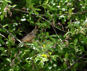 Bruant ortolan © Régis Descamps - Parc national des Cévennes