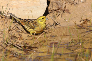Bruant jaune © Bruno Descaves - Parc national des Cévennes