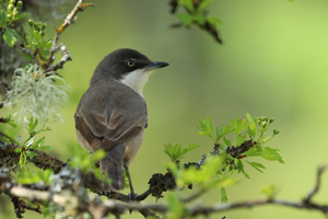 Fauvette orphée - mâle © Bruno Descaves - Parc national des Cévennes