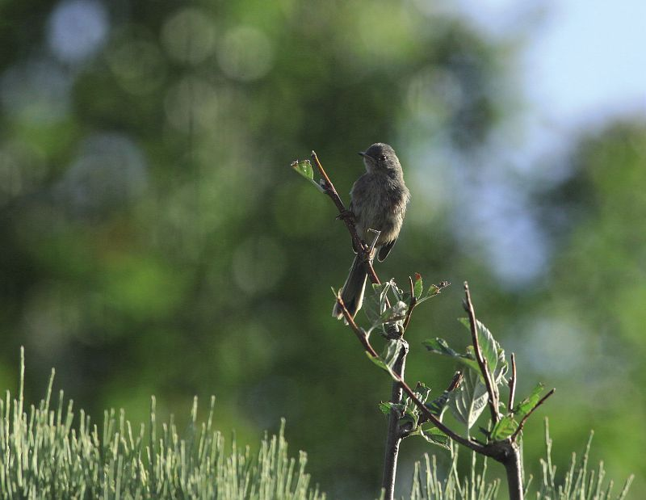 Fauvette pitchou - jeune &copy; Régis Descamps - Parc national des Cévennes