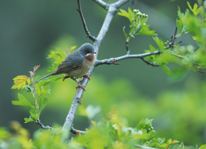 Fauvette passerinette © Régis Descamps - Parc national des Cévennes