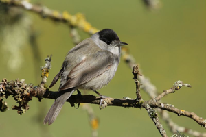 Fauvette à tête noire - mâle © Bruno Descaves - Parc national des Cévennes