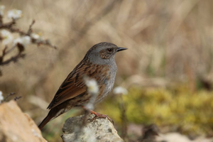 Accenteur mouchet © Bruno Descaves - Parc national des Cévennes