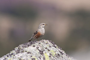 Accenteur alpin © Jean-Pierre Malafosse - Parc national des Cévennes