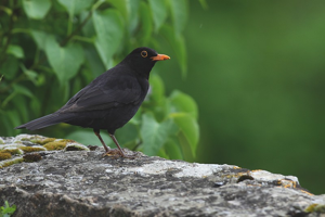 Merle noir - mâle © Régis Descamps - Parc national des Cévennes