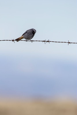 Rougequeue noir © Gaël Karczewski - Parc national des Cévennes