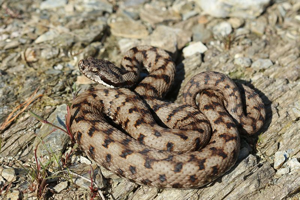 Vipère aspic © Bruno Descaves - Parc national des Cévennes