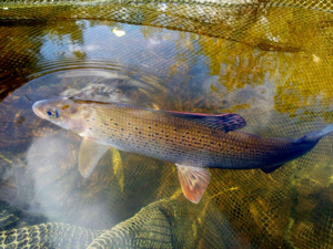 Grayling Thymallus thymallus.JPG © High Plains Grifter