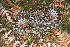 Vipère péliade © Jean-Pierre Malafosse - Parc national des Cévennes