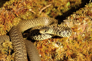 Couleuvre verte et jaune © Bruno Descaves - Parc national des Cévennes
