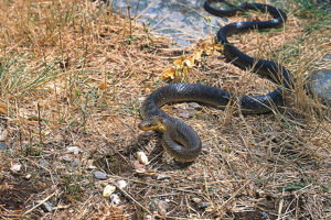 Couleuvre d'Esculape © Bruno Descaves - Parc national des Cévennes
