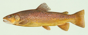 Bachforelle Zeichnung.jpg © Duane Raver, U.S. Fish and Wildlife Service