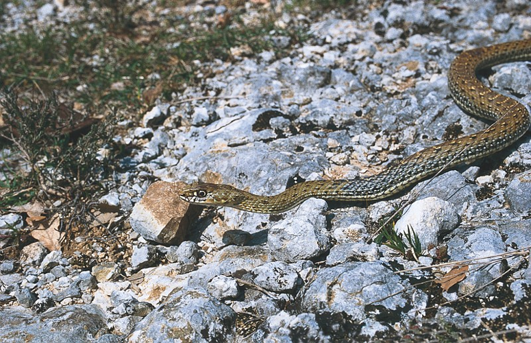 Couleuvre de Montpellier &copy; Bruno Descaves - Parc national des Cévennes