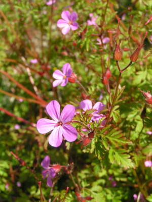 Herb-Robert 800.jpg © Original uploader was Sannse at en.wikipedia