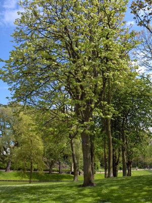 Tilia platyphyllos(01).jpg © Commons