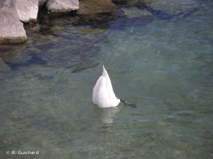 <i>Cygnus olor</i> (Gmelin, 1789) © B. Guichard