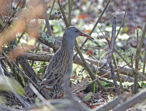 <i>Rallus aquaticus</i> Linnaeus, 1758 © S. Wroza