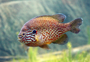 Lepomis gibbosus PAQ.jpg © Cephas