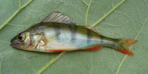 Perca fluviatilis 2008 G1.jpg © George Chernilevsky