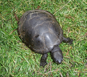 Emys orbicularis 2009 G1.jpg © George Chernilevsky