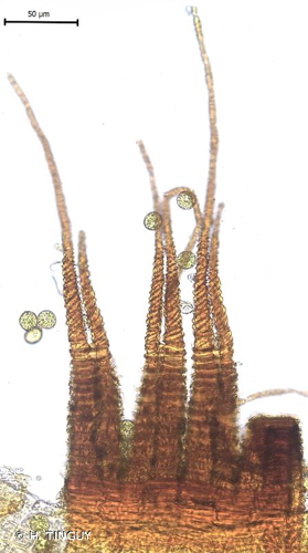 <i>Fissidens incurvus</i> Starke ex Röhl., 1813 © H. TINGUY